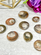 Ammonite Fossil | Top Polished Natural Fossil Approx. 1 Inch