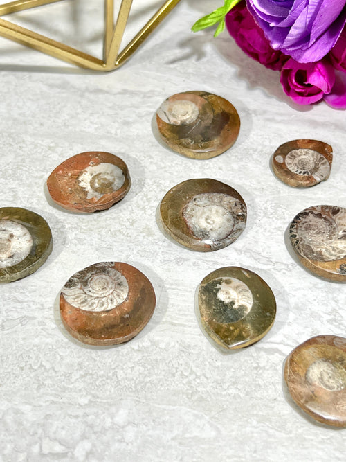 Ammonite Fossil | Top Polished Natural Fossil Approx. 1 Inch