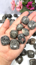 Crinoid Fossil Stone Tumble