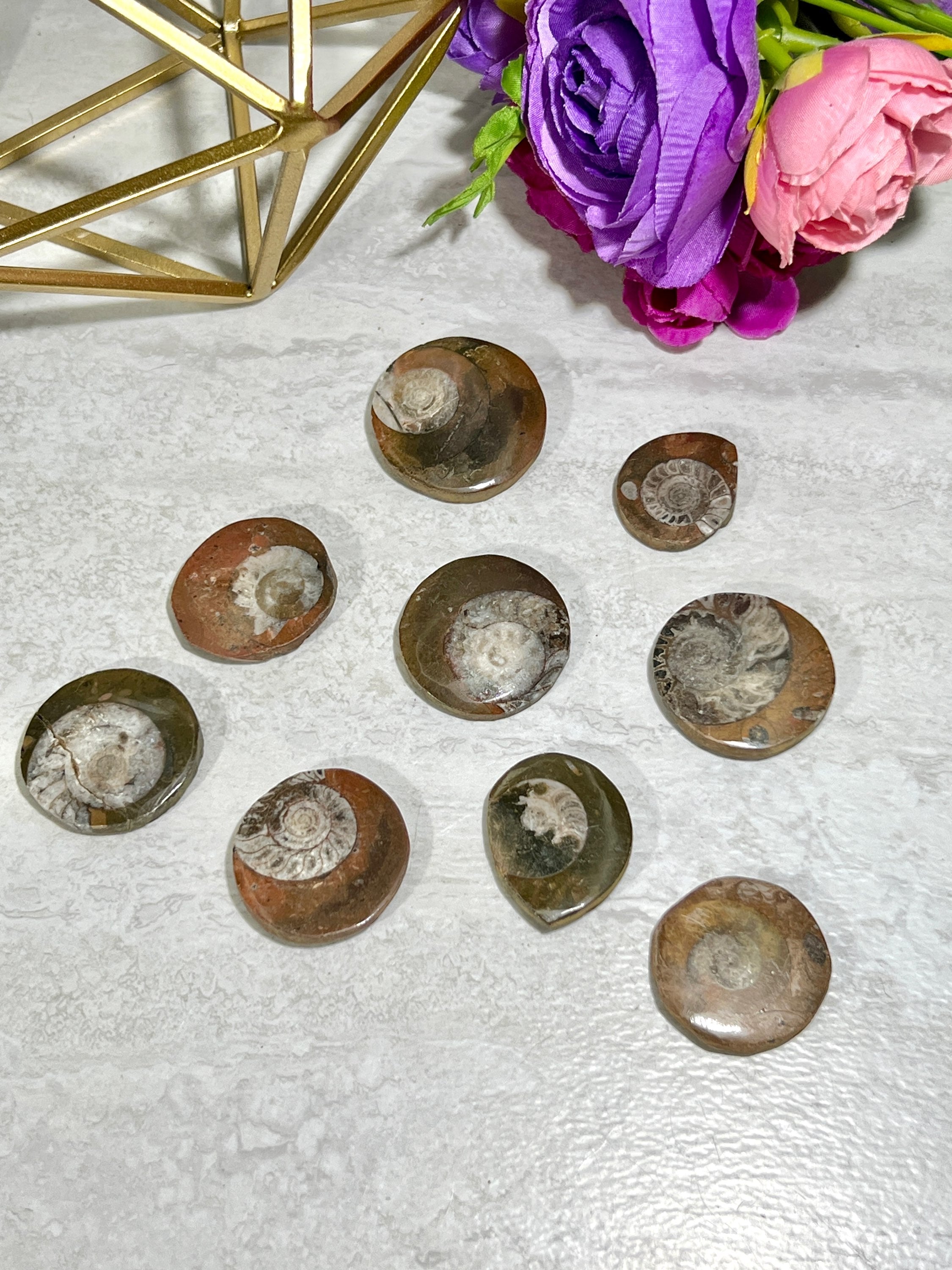 Ammonite Fossil | Top Polished Natural Fossil Approx. 1 Inch