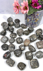 Crinoid Fossil Stone Tumble
