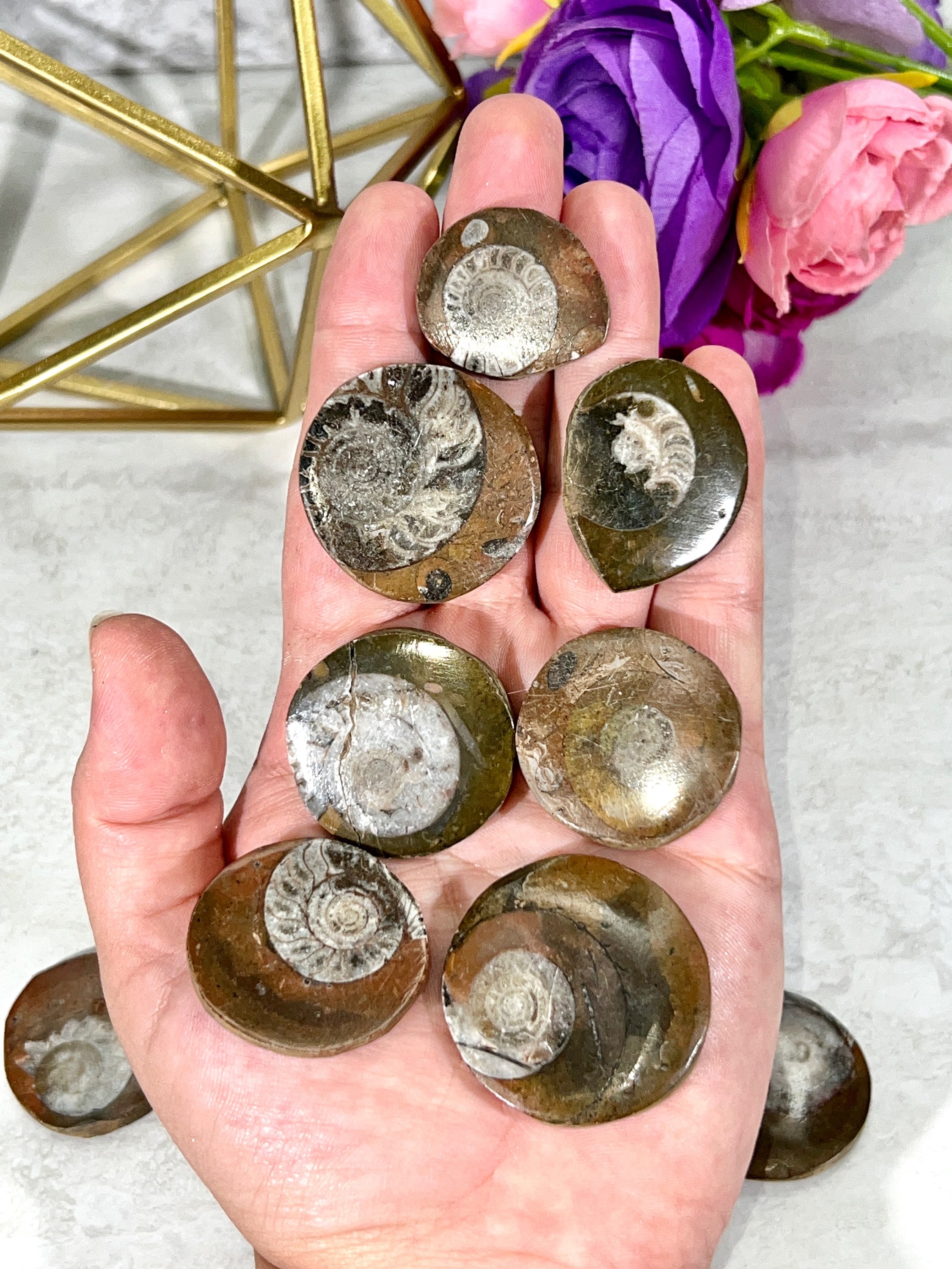 Ammonite Fossil | Top Polished Natural Fossil Approx. 1 Inch