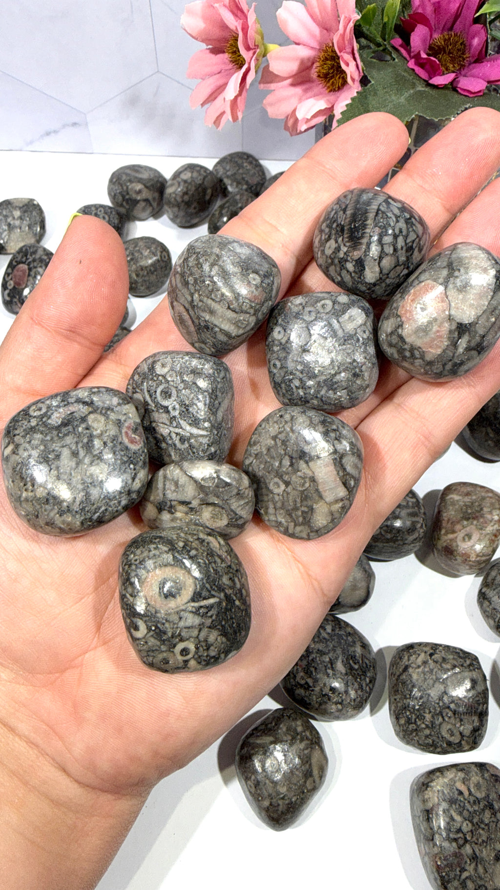 Crinoid Fossil Stone Tumble