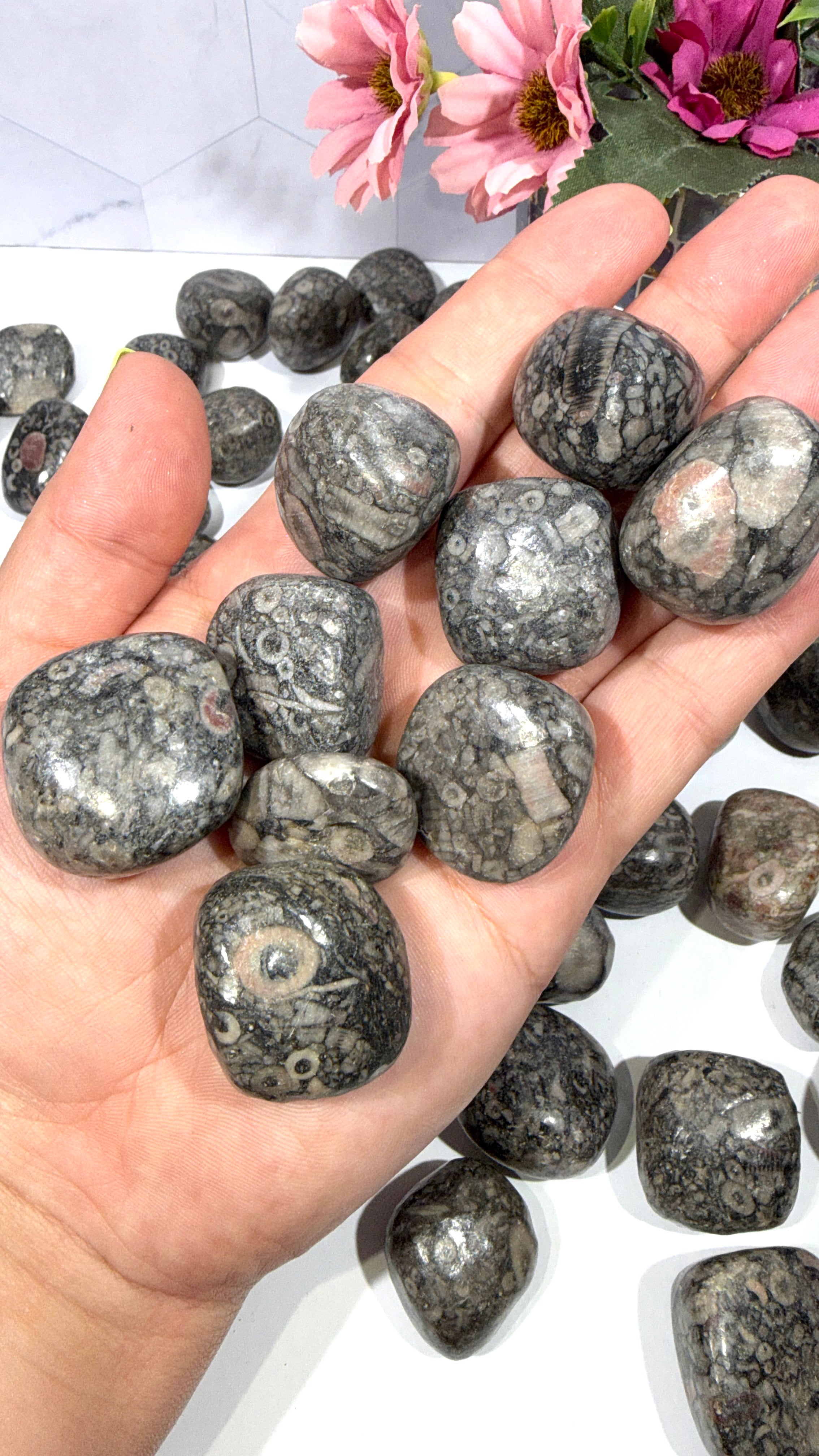 Crinoid Fossil Stone Tumble