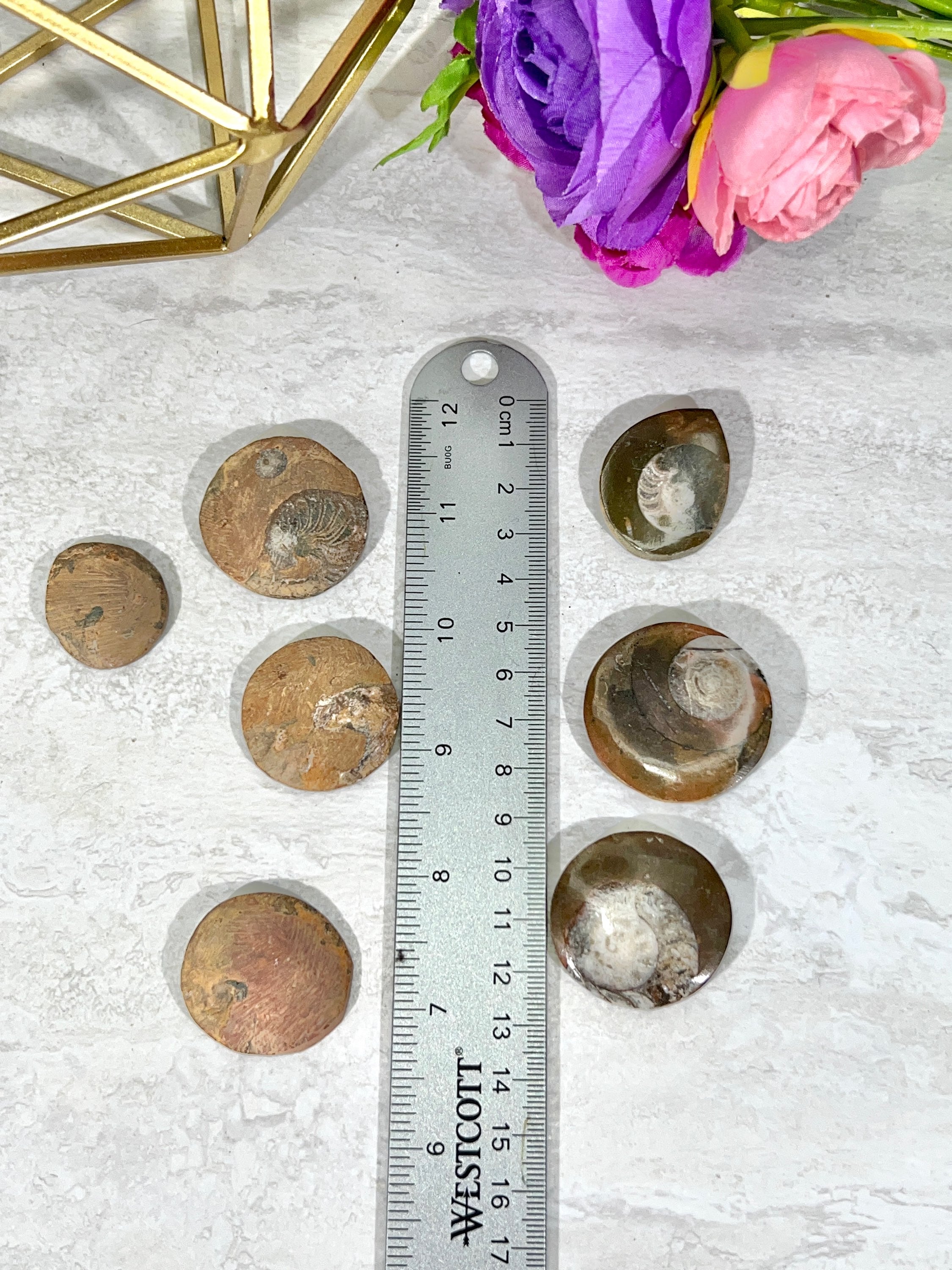 Ammonite Fossil | Top Polished Natural Fossil Approx. 1 Inch