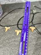 Sharks Tooth Fossil Necklace