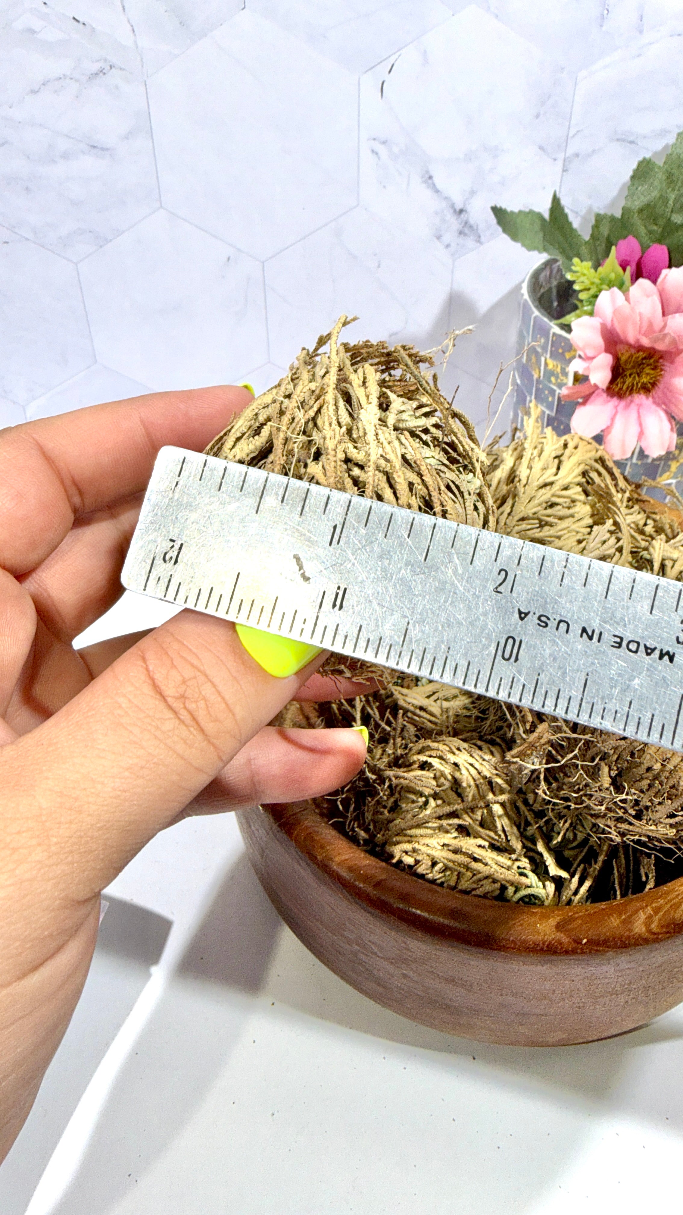 Rose of Jericho