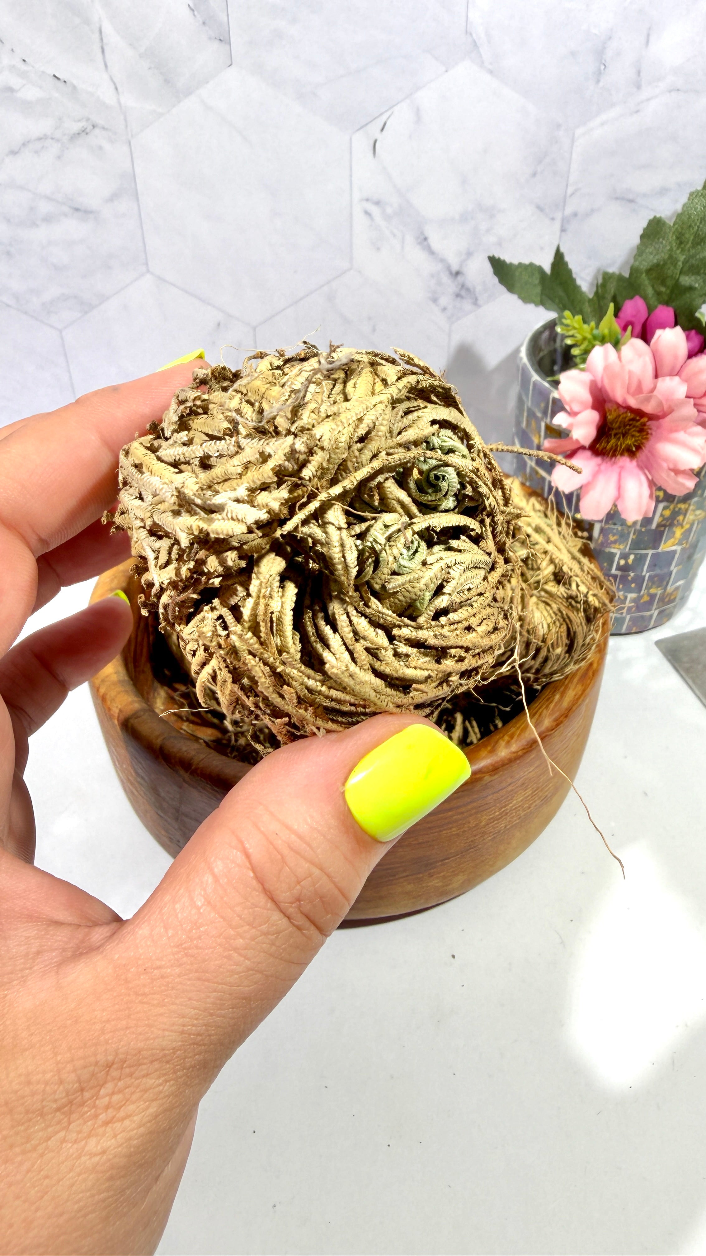 Rose of Jericho