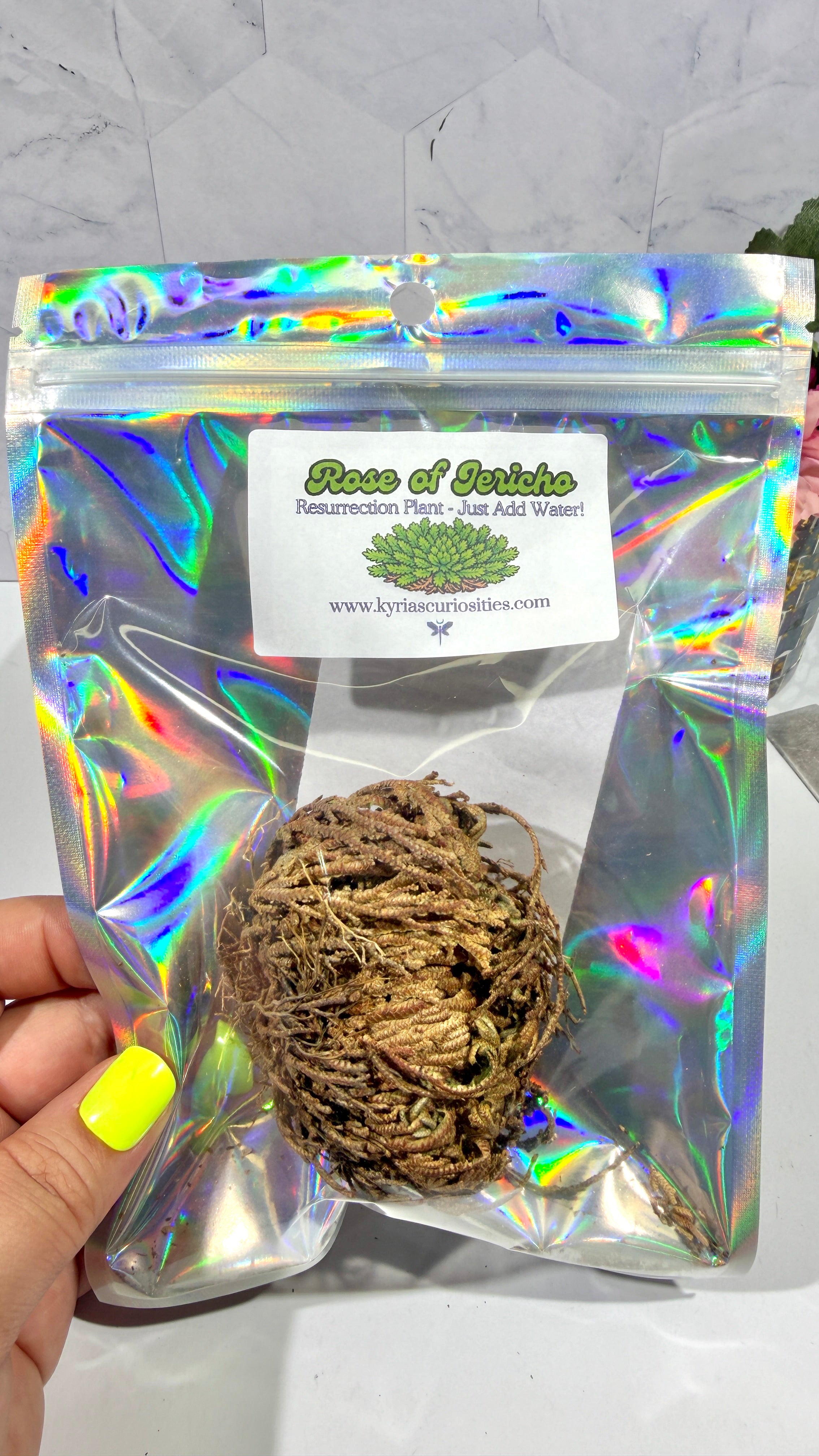 Rose of Jericho