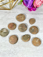 Ammonite Fossil | Top Polished Natural Fossil Approx. 1 Inch