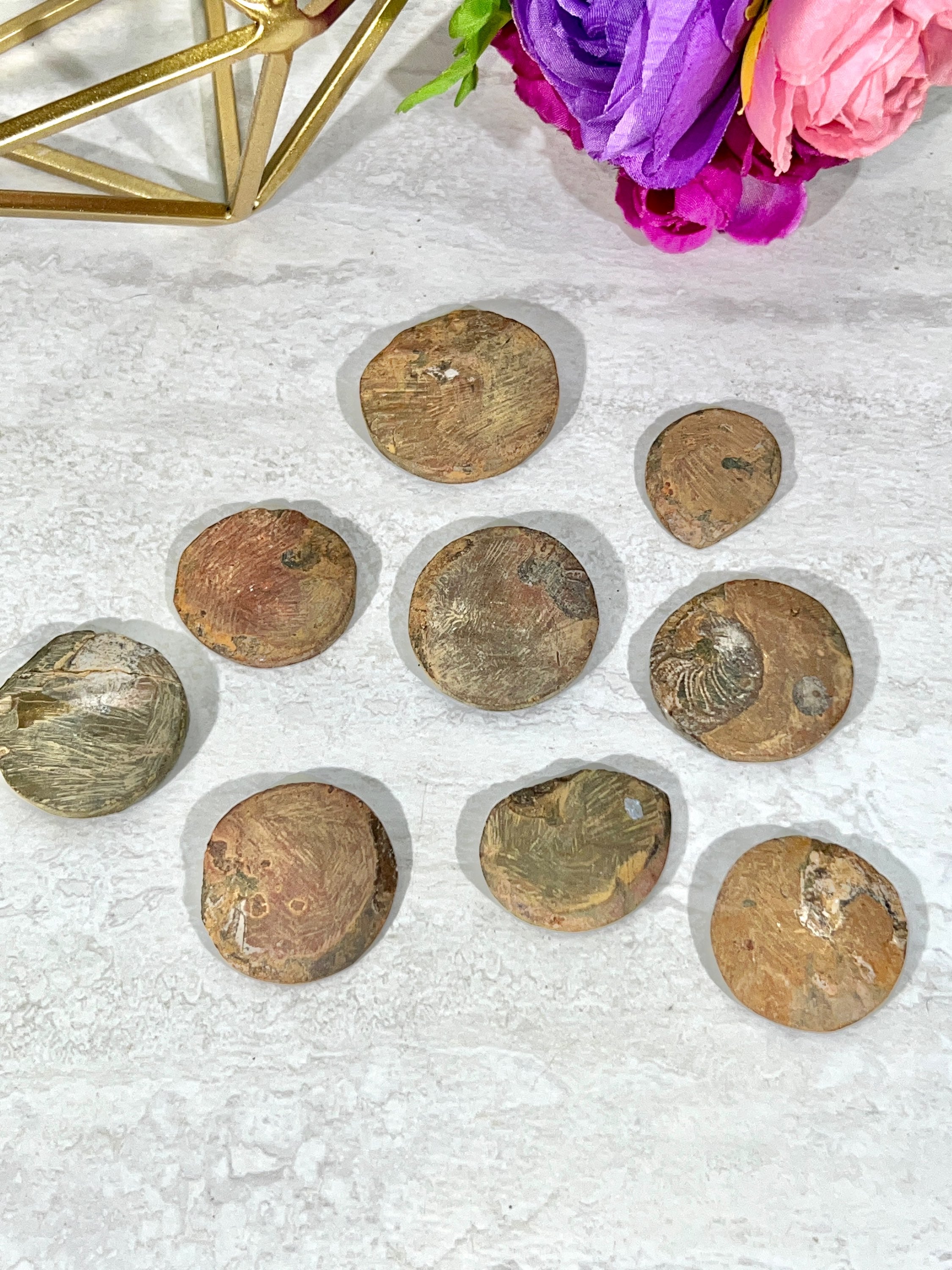 Ammonite Fossil | Top Polished Natural Fossil Approx. 1 Inch