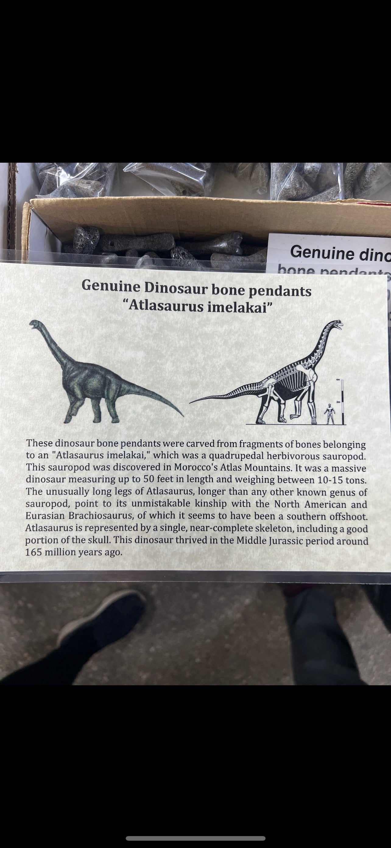 Genuine Dinosaur Bone Pendant "Atlasaurus imelakai"
