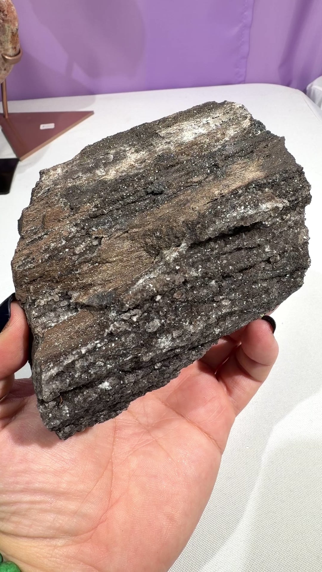Arizona Permineralized Petrified Wood